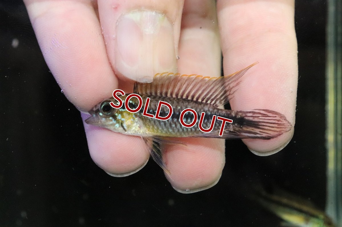 画像2: 【淡水魚】【通販】No1 アピストグラマ アガシジィ アレンカー産 ワイルド【１ペア 個体販売】(アピストグラマ)(生体)(熱帯魚)NKAP (2)