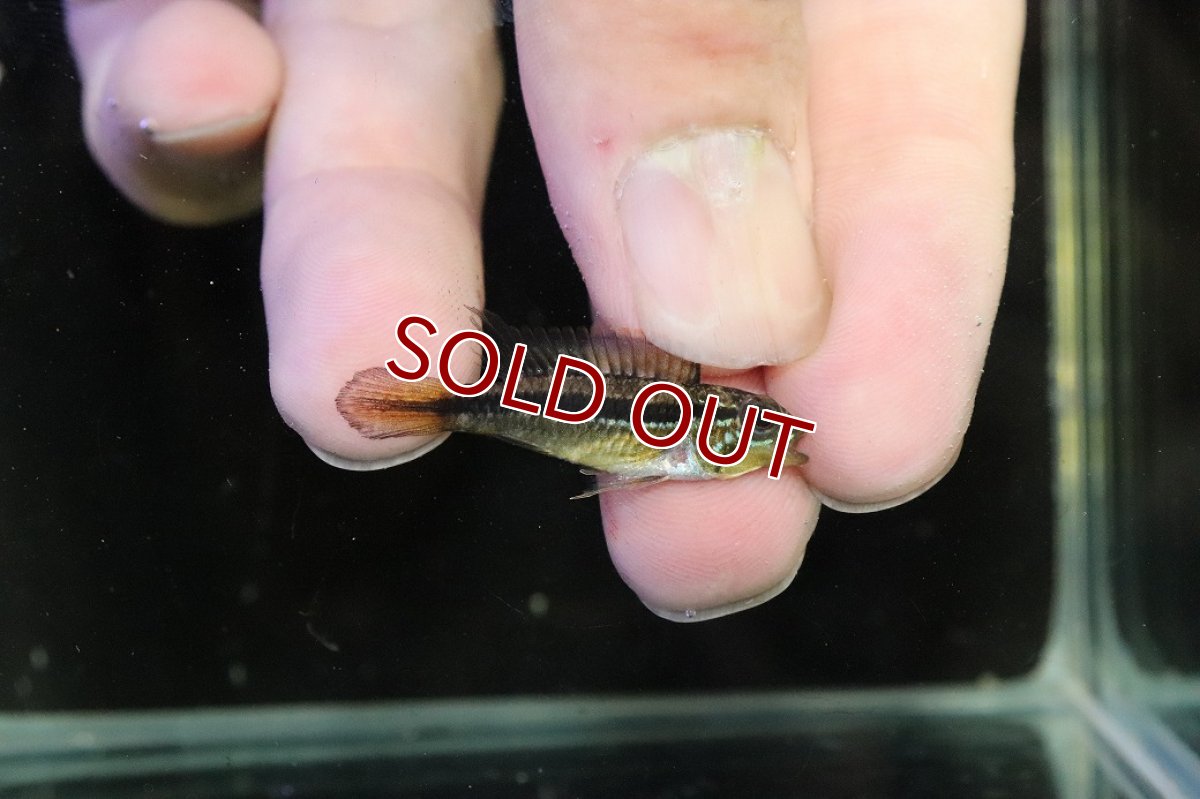 画像3: 【淡水魚】【通販】No1 アピストグラマ アガシジィ アレンカー産 ワイルド【１ペア 個体販売】(アピストグラマ)(生体)(熱帯魚)NKAP (3)