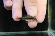 画像3: 【淡水魚】【通販】No1 アピストグラマ アガシジィ アレンカー産 ワイルド【１ペア 個体販売】(アピストグラマ)(生体)(熱帯魚)NKAP (3)