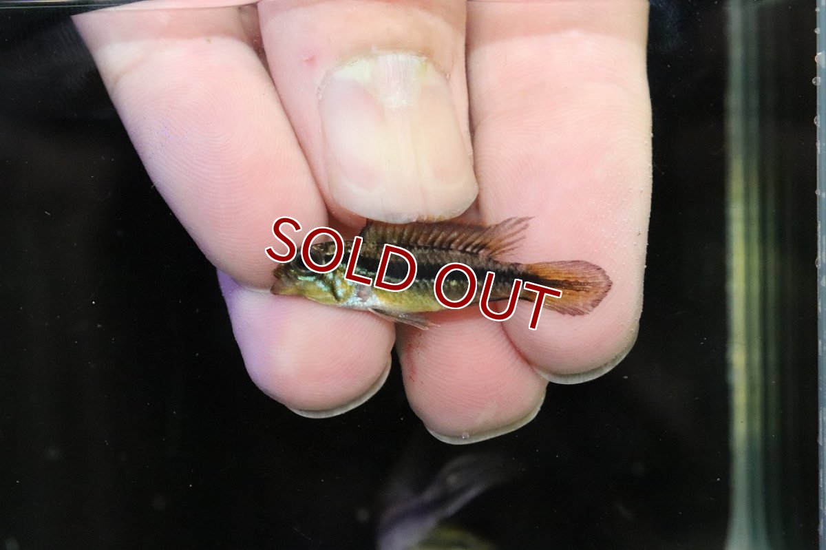 画像4: 【淡水魚】【通販】No1 アピストグラマ アガシジィ アレンカー産 ワイルド【１ペア 個体販売】(アピストグラマ)(生体)(熱帯魚)NKAP (4)