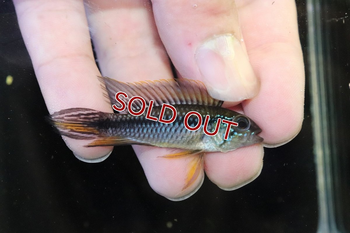 画像1: 【サマーセール10%OFFクーポン番号（10）対象商品 】【淡水魚】【通販】No2 アピストグラマ アガシジィ アレンカー産 ワイルド【１ペア 個体販売】(アピストグラマ)(生体)(熱帯魚)NKAP (1)