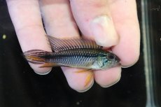 画像1: 【淡水魚】【通販】No2 アピストグラマ アガシジィ アレンカー産 ワイルド【１ペア 個体販売】(アピストグラマ)(生体)(熱帯魚)NKAP (1)