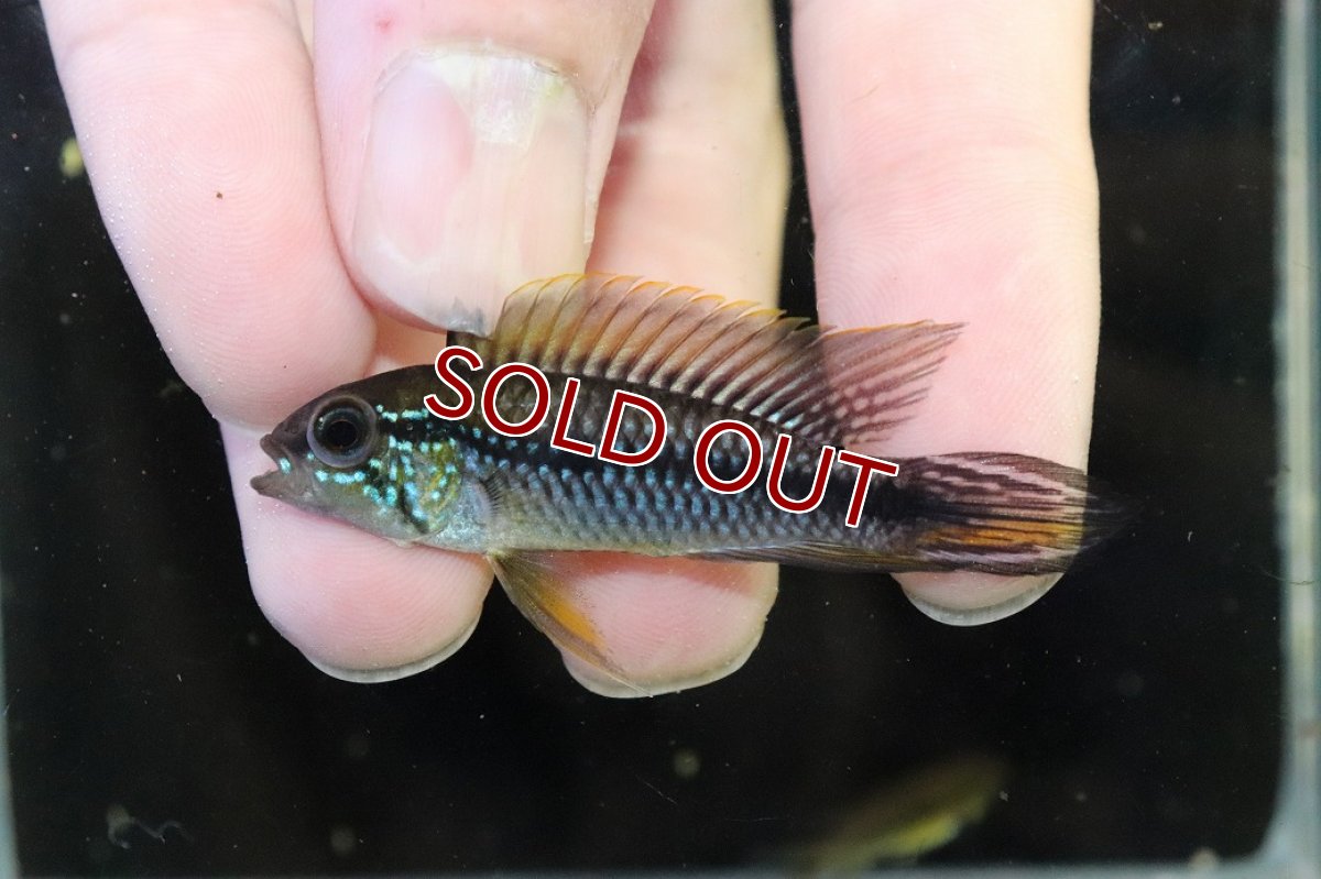 画像2: 【淡水魚】【通販】No2 アピストグラマ アガシジィ アレンカー産 ワイルド【１ペア 個体販売】(アピストグラマ)(生体)(熱帯魚)NKAP (2)