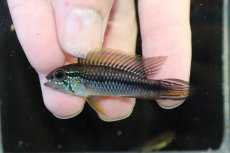 画像2: 【淡水魚】【通販】No2 アピストグラマ アガシジィ アレンカー産 ワイルド【１ペア 個体販売】(アピストグラマ)(生体)(熱帯魚)NKAP (2)