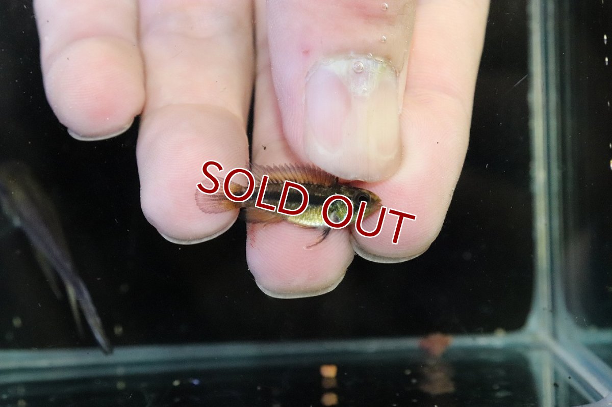 画像3: 【淡水魚】【通販】No2 アピストグラマ アガシジィ アレンカー産 ワイルド【１ペア 個体販売】(アピストグラマ)(生体)(熱帯魚)NKAP (3)