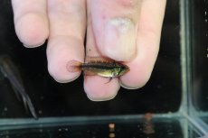 画像3: 【淡水魚】【通販】No2 アピストグラマ アガシジィ アレンカー産 ワイルド【１ペア 個体販売】(アピストグラマ)(生体)(熱帯魚)NKAP (3)