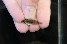 画像4: 【淡水魚】【通販】No2 アピストグラマ アガシジィ アレンカー産 ワイルド【１ペア 個体販売】(アピストグラマ)(生体)(熱帯魚)NKAP (4)