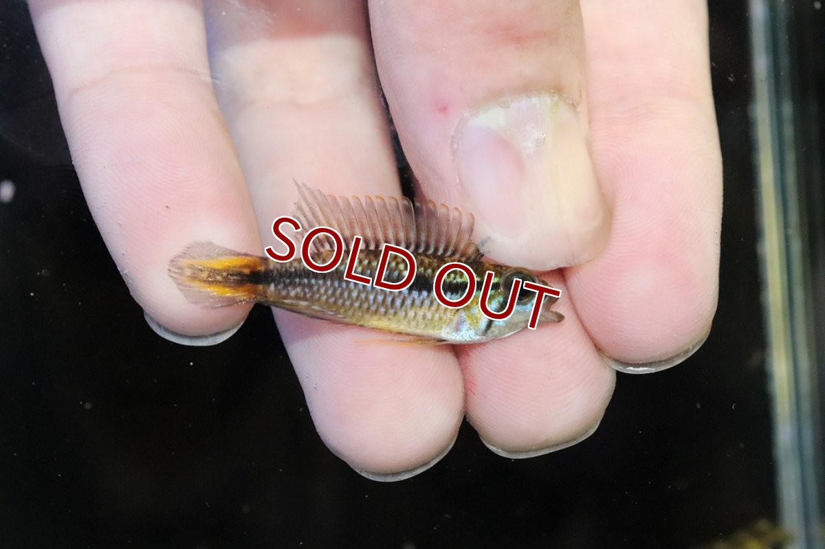 画像1: 【淡水魚】【通販】No1 アピストグラマ アガシジィ タパウワ産 ワイルド【１ペア 個体販売】(アピストグラマ)(生体)(熱帯魚)NKAP (1)