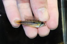 画像1: 【淡水魚】【通販】No1 アピストグラマ アガシジィ タパウワ産 ワイルド【１ペア 個体販売】(アピストグラマ)(生体)(熱帯魚)NKAP (1)