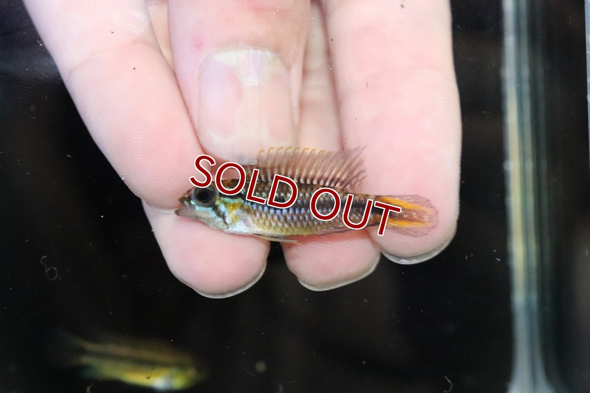 画像2: 【淡水魚】【通販】No1 アピストグラマ アガシジィ タパウワ産 ワイルド【１ペア 個体販売】(アピストグラマ)(生体)(熱帯魚)NKAP (2)