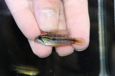 画像2: 【淡水魚】【通販】No1 アピストグラマ アガシジィ タパウワ産 ワイルド【１ペア 個体販売】(アピストグラマ)(生体)(熱帯魚)NKAP (2)