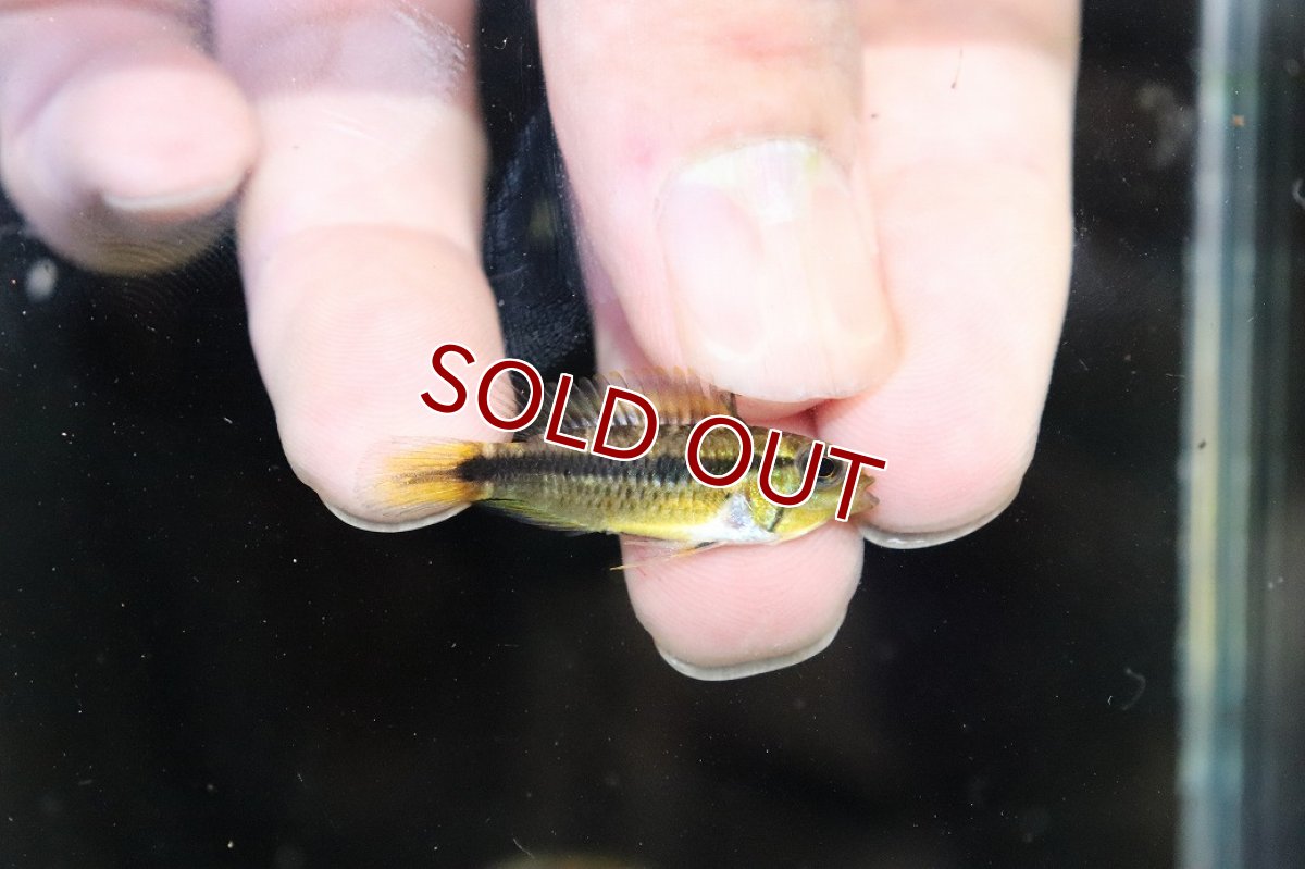 画像3: 【淡水魚】【通販】No1 アピストグラマ アガシジィ タパウワ産 ワイルド【１ペア 個体販売】(アピストグラマ)(生体)(熱帯魚)NKAP (3)