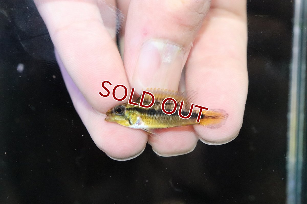 画像4: 【淡水魚】【通販】No1 アピストグラマ アガシジィ タパウワ産 ワイルド【１ペア 個体販売】(アピストグラマ)(生体)(熱帯魚)NKAP (4)