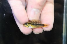 画像4: 【淡水魚】【通販】No1 アピストグラマ アガシジィ タパウワ産 ワイルド【１ペア 個体販売】(アピストグラマ)(生体)(熱帯魚)NKAP (4)