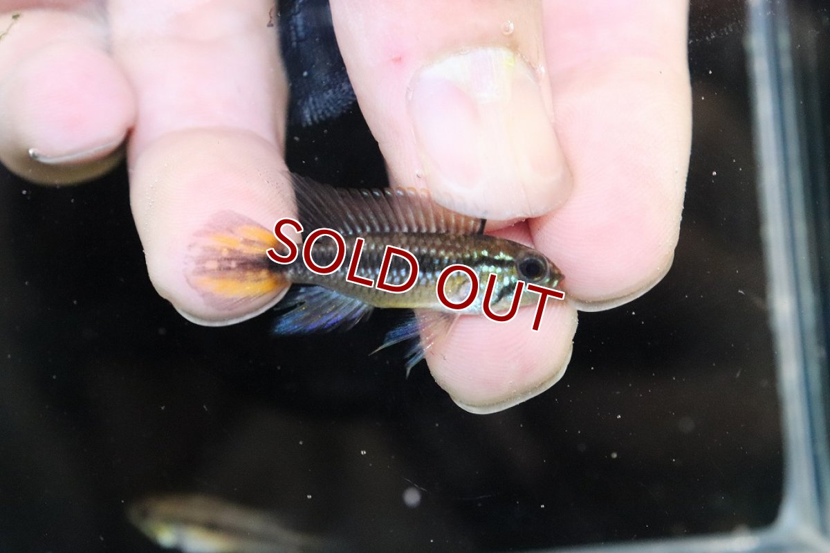 画像1: 【サマーセール10%OFFクーポン番号（10）対象商品 】【淡水魚】【通販】No2 アピストグラマ アガシジィ タパウワ産 ワイルド【１ペア 個体販売】(アピストグラマ)(生体)(熱帯魚)NKAP (1)