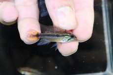 画像1: 【淡水魚】【通販】No2 アピストグラマ アガシジィ タパウワ産 ワイルド【１ペア 個体販売】(アピストグラマ)(生体)(熱帯魚)NKAP (1)