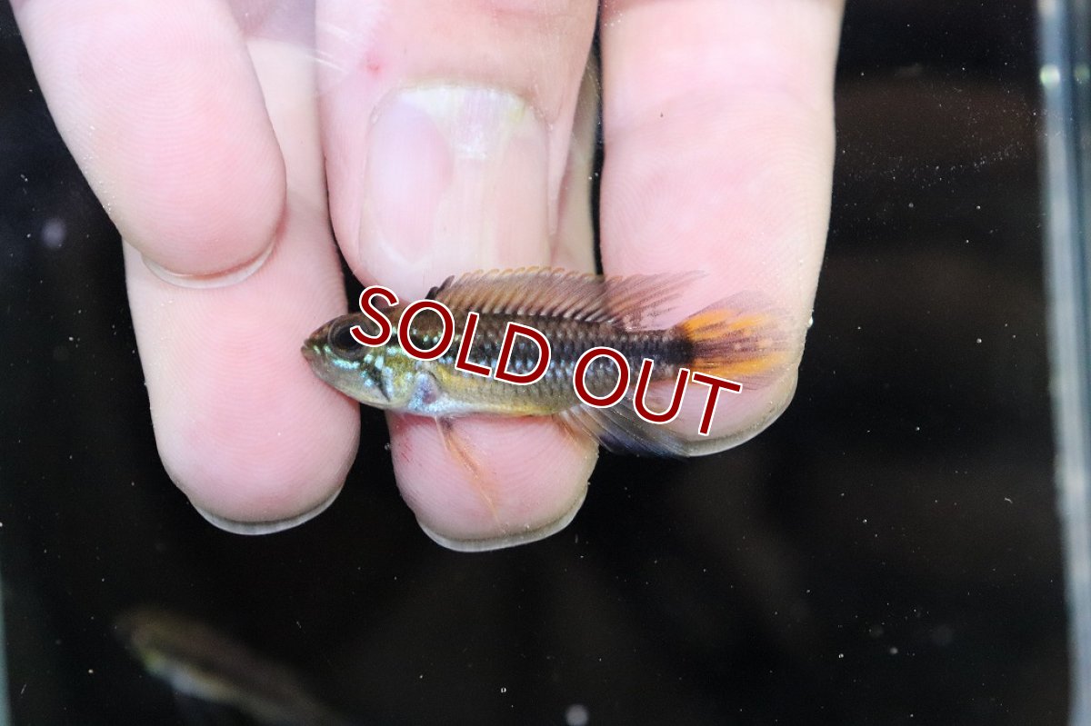 画像2: 【淡水魚】【通販】No2 アピストグラマ アガシジィ タパウワ産 ワイルド【１ペア 個体販売】(アピストグラマ)(生体)(熱帯魚)NKAP (2)