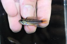 画像2: 【淡水魚】【通販】No2 アピストグラマ アガシジィ タパウワ産 ワイルド【１ペア 個体販売】(アピストグラマ)(生体)(熱帯魚)NKAP (2)