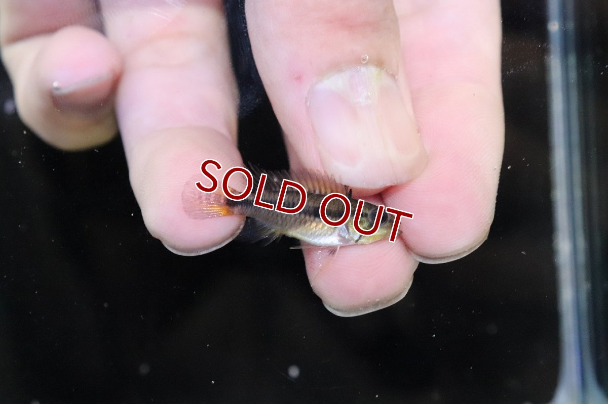 画像3: 【淡水魚】【通販】No2 アピストグラマ アガシジィ タパウワ産 ワイルド【１ペア 個体販売】(アピストグラマ)(生体)(熱帯魚)NKAP (3)