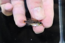 画像3: 【淡水魚】【通販】No2 アピストグラマ アガシジィ タパウワ産 ワイルド【１ペア 個体販売】(アピストグラマ)(生体)(熱帯魚)NKAP (3)