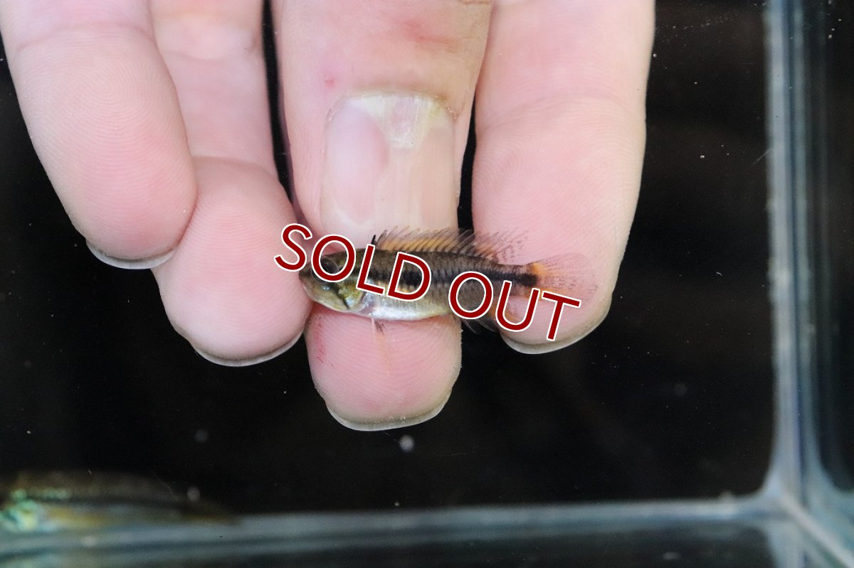 画像4: 【淡水魚】【通販】No2 アピストグラマ アガシジィ タパウワ産 ワイルド【１ペア 個体販売】(アピストグラマ)(生体)(熱帯魚)NKAP (4)