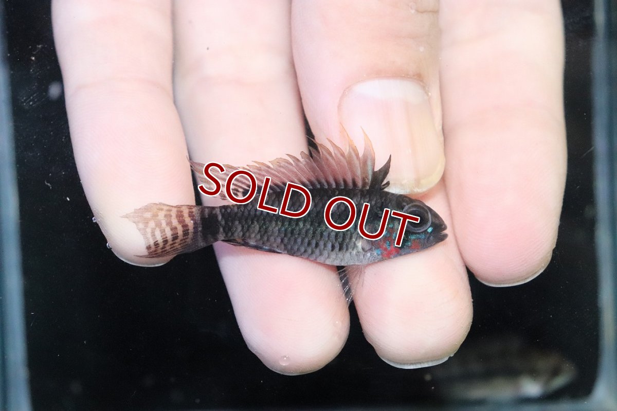 画像1: 【ウィンターセール 10％OFF対象商品】【淡水魚】【通販】アピストグラマ ペルソナータ ペルー産 ワイルド【１ペア 個体販売】(アピストグラマ)(生体)(熱帯魚)NKAP (1)