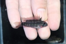 画像1: 【淡水魚】【通販】アピストグラマ ペルソナータ ペルー産 ワイルド【１ペア 個体販売】(アピストグラマ)(生体)(熱帯魚)NKAP (1)