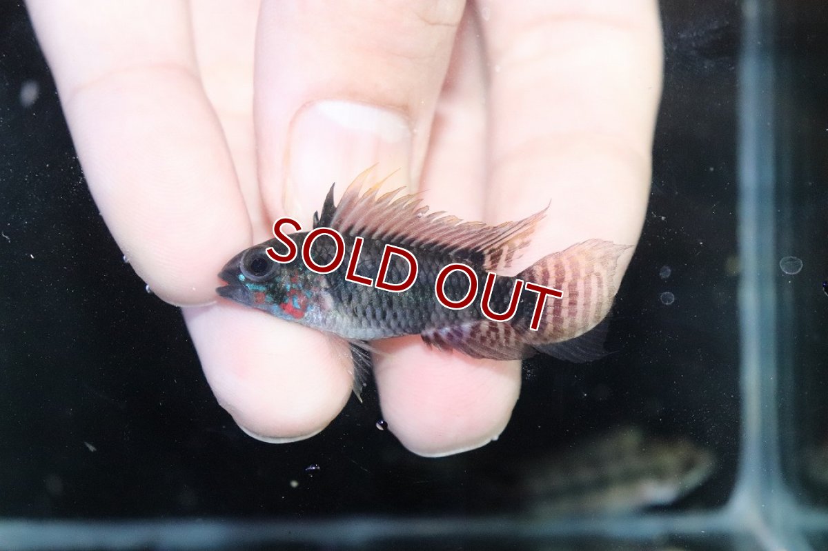 画像2: 【ウィンターセール 10％OFF対象商品】【淡水魚】【通販】アピストグラマ ペルソナータ ペルー産 ワイルド【１ペア 個体販売】(アピストグラマ)(生体)(熱帯魚)NKAP (2)