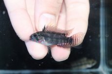 画像2: 【淡水魚】【通販】アピストグラマ ペルソナータ ペルー産 ワイルド【１ペア 個体販売】(アピストグラマ)(生体)(熱帯魚)NKAP (2)