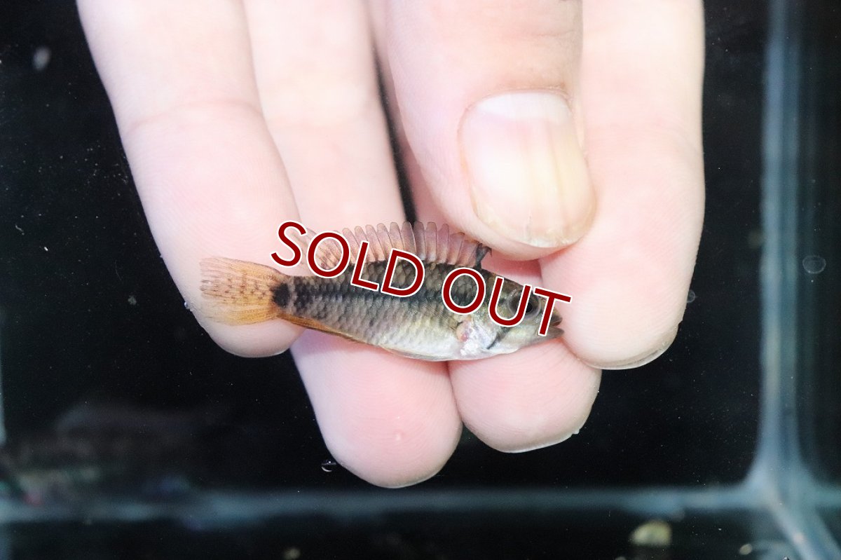 画像3: 【ウィンターセール 10％OFF対象商品】【淡水魚】【通販】アピストグラマ ペルソナータ ペルー産 ワイルド【１ペア 個体販売】(アピストグラマ)(生体)(熱帯魚)NKAP (3)