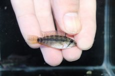 画像3: 【淡水魚】【通販】アピストグラマ ペルソナータ ペルー産 ワイルド【１ペア 個体販売】(アピストグラマ)(生体)(熱帯魚)NKAP (3)