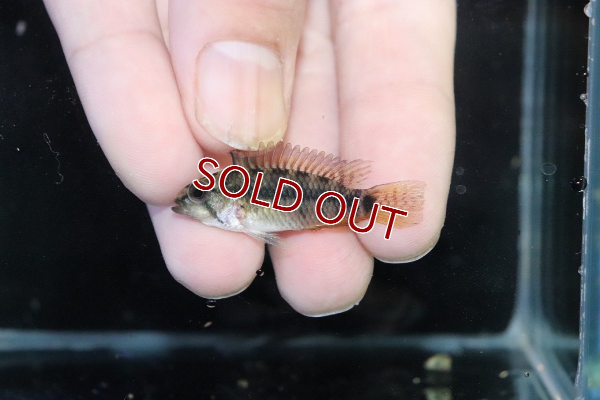 画像4: 【ウィンターセール 10％OFF対象商品】【淡水魚】【通販】アピストグラマ ペルソナータ ペルー産 ワイルド【１ペア 個体販売】(アピストグラマ)(生体)(熱帯魚)NKAP (4)