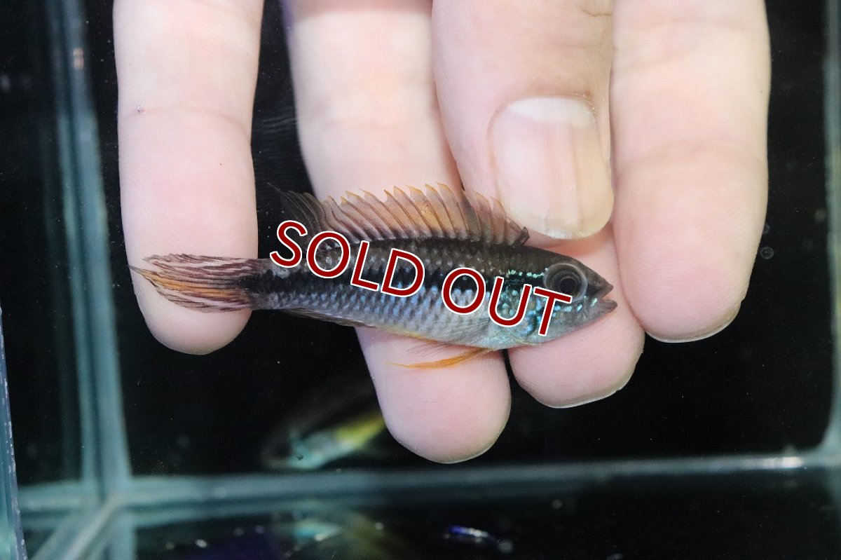 画像1: 【淡水魚】【通販】産卵経験あり アピストグラマ アガシジィ アレンカー産 ワイルド【１ペア 個体販売】(アピストグラマ)(生体)(熱帯魚)NKAP (1)