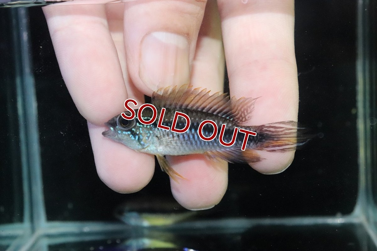 画像2: 【淡水魚】【通販】産卵経験あり アピストグラマ アガシジィ アレンカー産 ワイルド【１ペア 個体販売】(アピストグラマ)(生体)(熱帯魚)NKAP (2)