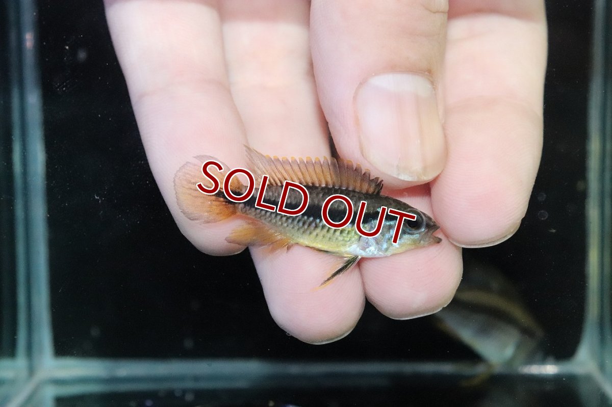 画像3: 【淡水魚】【通販】産卵経験あり アピストグラマ アガシジィ アレンカー産 ワイルド【１ペア 個体販売】(アピストグラマ)(生体)(熱帯魚)NKAP (3)