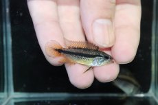 画像3: 【淡水魚】【通販】産卵経験あり アピストグラマ アガシジィ アレンカー産 ワイルド【１ペア 個体販売】(アピストグラマ)(生体)(熱帯魚)NKAP (3)