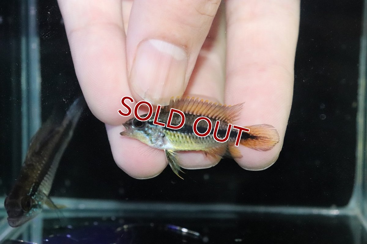 画像4: 【淡水魚】【通販】産卵経験あり アピストグラマ アガシジィ アレンカー産 ワイルド【１ペア 個体販売】(アピストグラマ)(生体)(熱帯魚)NKAP (4)