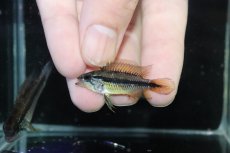 画像4: 【淡水魚】【通販】産卵経験あり アピストグラマ アガシジィ アレンカー産 ワイルド【１ペア 個体販売】(アピストグラマ)(生体)(熱帯魚)NKAP (4)