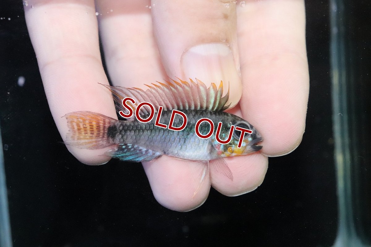 画像1: 【淡水魚】【通販】アピストグラマ D39 アルトヴァウペス コロンビア産 ワイルド【１ペア 個体販売】(アピストグラマ)(生体)(熱帯魚)NKAP (1)