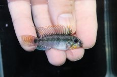 画像1: 【淡水魚】【通販】アピストグラマ D39 アルトヴァウペス コロンビア産 ワイルド【１ペア 個体販売】(アピストグラマ)(生体)(熱帯魚)NKAP (1)