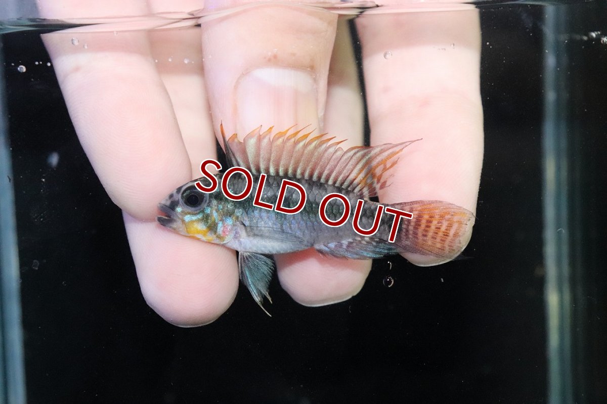 画像2: 【淡水魚】【通販】アピストグラマ D39 アルトヴァウペス コロンビア産 ワイルド【１ペア 個体販売】(アピストグラマ)(生体)(熱帯魚)NKAP (2)