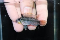 画像2: 【淡水魚】【通販】アピストグラマ D39 アルトヴァウペス コロンビア産 ワイルド【１ペア 個体販売】(アピストグラマ)(生体)(熱帯魚)NKAP (2)