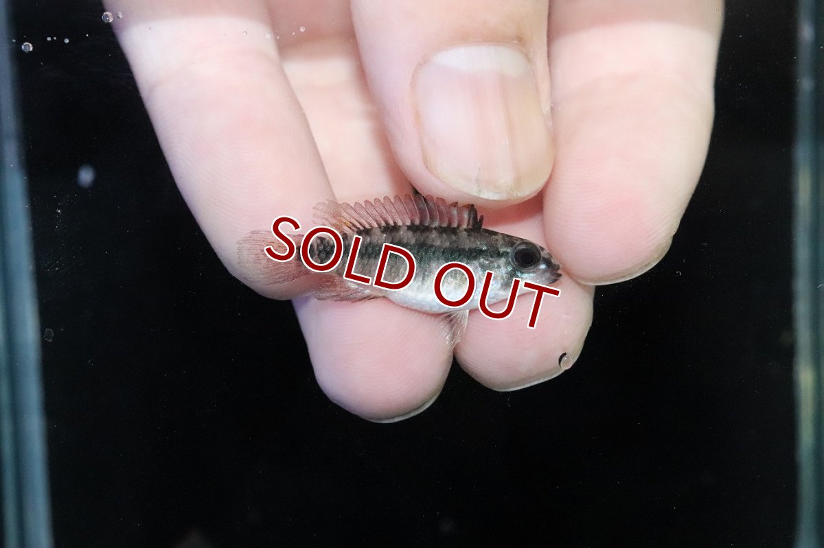 画像3: 【淡水魚】【通販】アピストグラマ D39 アルトヴァウペス コロンビア産 ワイルド【１ペア 個体販売】(アピストグラマ)(生体)(熱帯魚)NKAP (3)