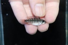 画像3: 【淡水魚】【通販】アピストグラマ D39 アルトヴァウペス コロンビア産 ワイルド【１ペア 個体販売】(アピストグラマ)(生体)(熱帯魚)NKAP (3)