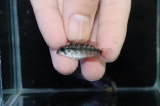 画像4: 【淡水魚】【通販】アピストグラマ D39 アルトヴァウペス コロンビア産 ワイルド【１ペア 個体販売】(アピストグラマ)(生体)(熱帯魚)NKAP (4)