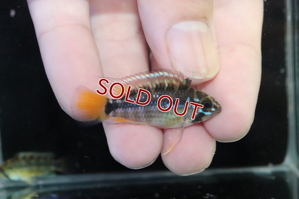 画像1: 【ウィンターセール 10％OFF対象商品】【淡水魚】【通販】No1 アピストグラマ パパゲイ(オルテガイ) ワイルド【１ペア 個体販売】(アピストグラマ)(生体)(熱帯魚)NKAP (1)