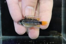 画像2: 【淡水魚】【通販】No1 アピストグラマ パパゲイ(オルテガイ) ワイルド【１ペア 個体販売】(アピストグラマ)(生体)(熱帯魚)NKAP (2)