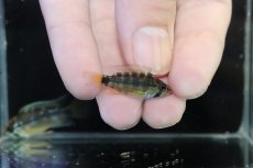 画像3: 【淡水魚】【通販】No1 アピストグラマ パパゲイ(オルテガイ) ワイルド【１ペア 個体販売】(アピストグラマ)(生体)(熱帯魚)NKAP (3)