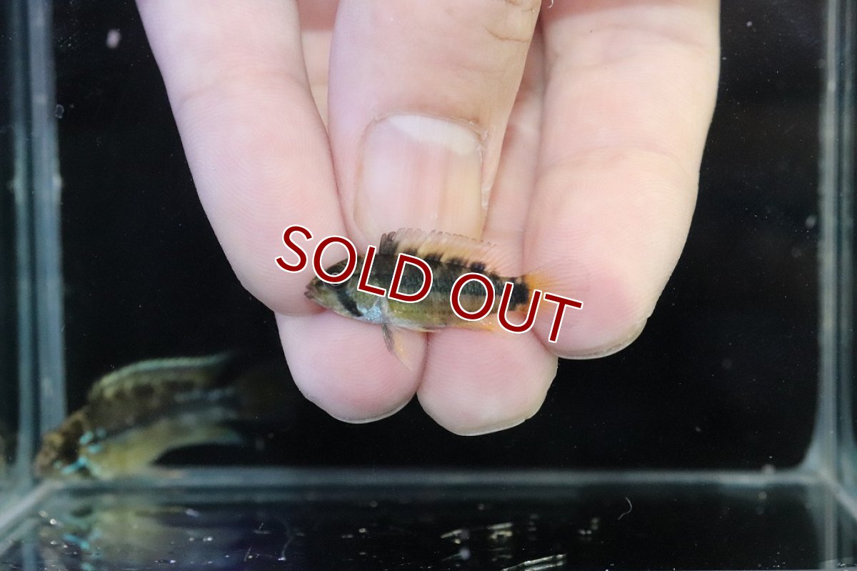 画像4: 【ウィンターセール 10％OFF対象商品】【淡水魚】【通販】No1 アピストグラマ パパゲイ(オルテガイ) ワイルド【１ペア 個体販売】(アピストグラマ)(生体)(熱帯魚)NKAP (4)