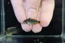 画像4: 【淡水魚】【通販】No1 アピストグラマ パパゲイ(オルテガイ) ワイルド【１ペア 個体販売】(アピストグラマ)(生体)(熱帯魚)NKAP (4)